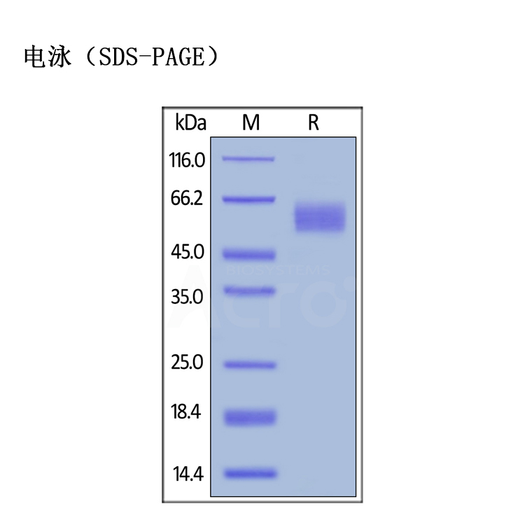 CD155/PVR抗原蛋白 ACRO百普赛斯