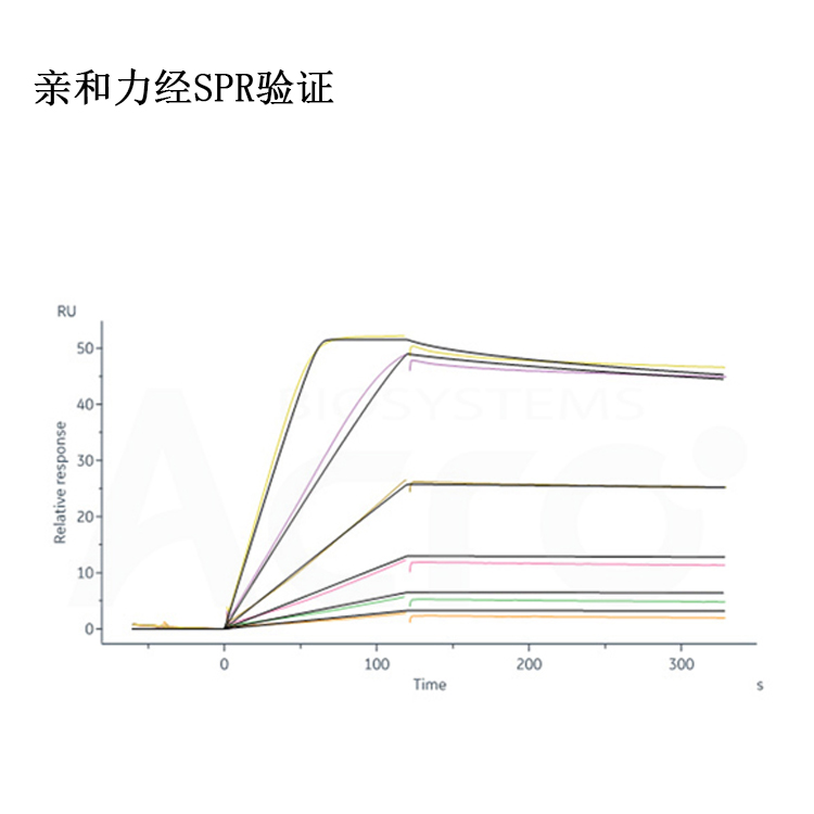 B细胞成熟蛋白（BCMA蛋白） ACRO百普赛斯