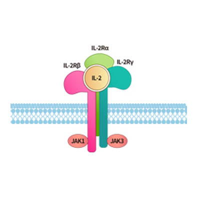 重组人IL-2RA&IL-2RB，白介素2受体蛋白 ACRO百普赛斯