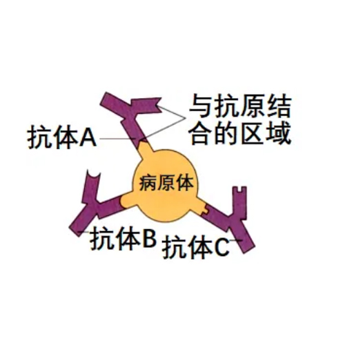 重组人OX40蛋白 ACRO百普赛斯