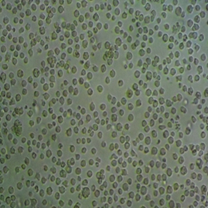 NCTC 2472小鼠纤维肉细胞