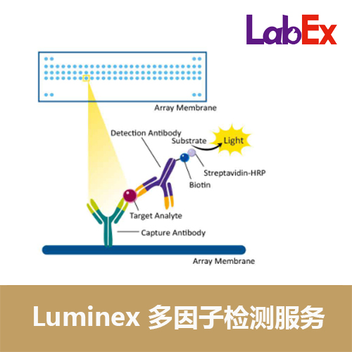 液相悬浮芯片-Luminex 多因子检测服务