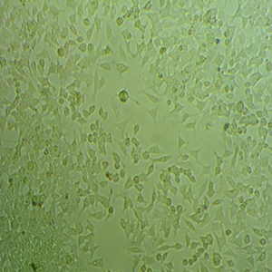 NCI-H196 cells