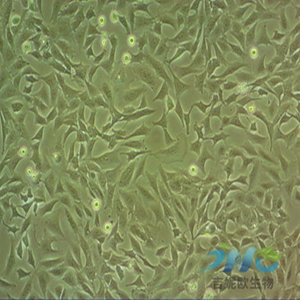 小鼠肺磷细胞
