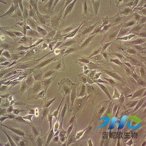 小鼠膀胱细胞