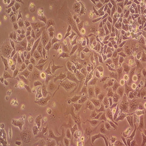 小鼠膀胱移形细胞