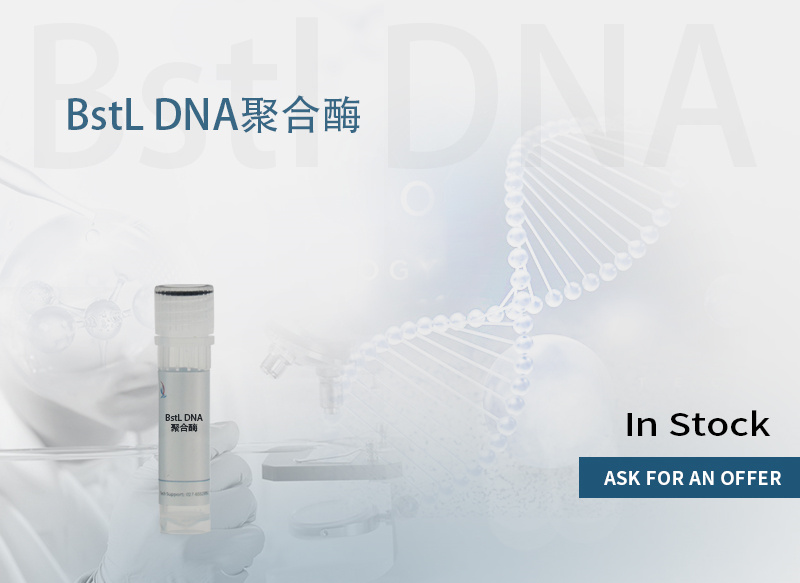 BstL DNA 聚合酶