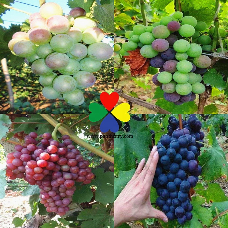 二氢茉莉酸丙酯