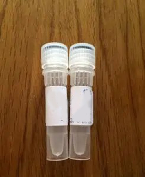 核蛋白提取试剂盒（100次抽提）