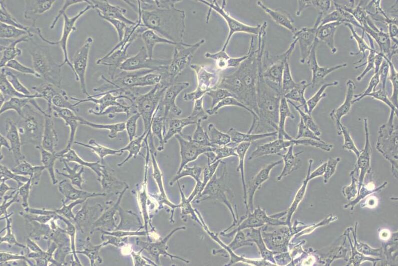 A172（人胶质母细胞瘤细胞） (STR鉴定正确)