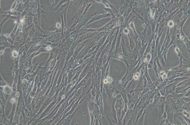 BHK-21 [C-13]（仓鼠肾成纤维细胞）