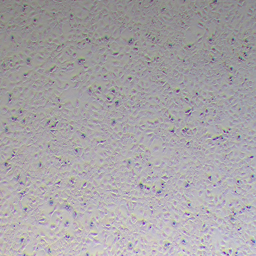 AML-12小鼠正常肝细胞