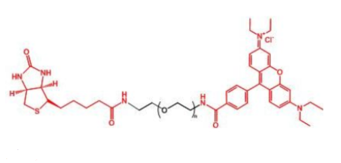 生物素-聚乙二醇标记罗丹明