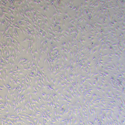 C1498小鼠白血病细胞