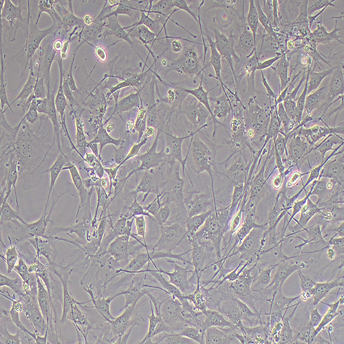 C1498小鼠白血病细胞