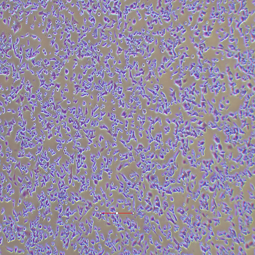 MIN6小鼠胰岛β细胞