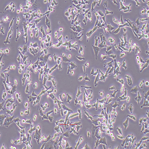 MIN6小鼠胰岛β细胞
