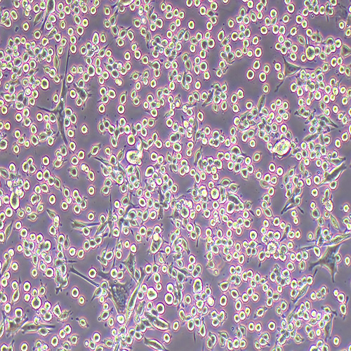 WEHI 164小鼠纤维肉瘤细胞