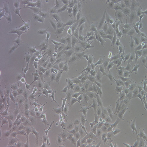 BWEL水牛细胞