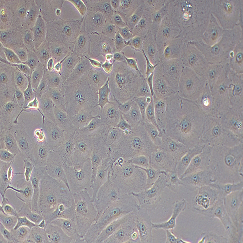 MARC-145非洲绿猴胚胎肾细胞