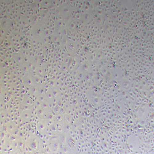 MARC-145非洲绿猴胚胎肾细胞