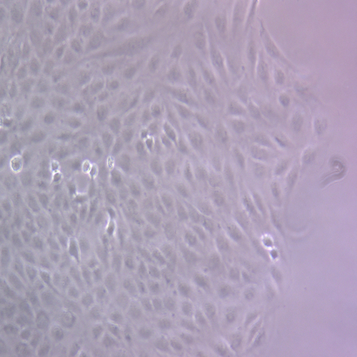 s2果蝇胚胎细胞