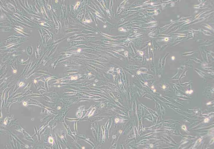 FRhK-4（恒河猴胚肾细胞）