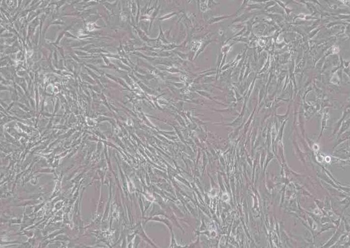 HBZY-1（大鼠肾小球系膜细胞）