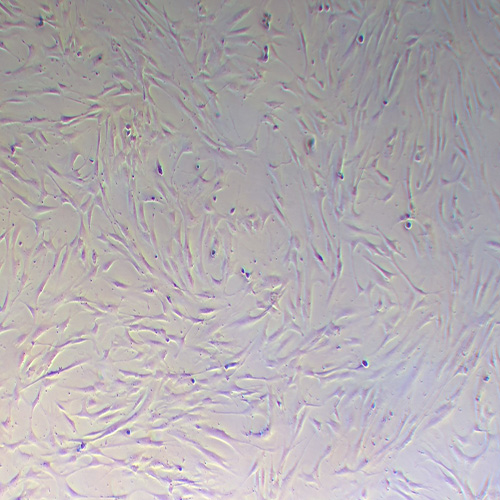 HFF-1人包皮成纤维细胞