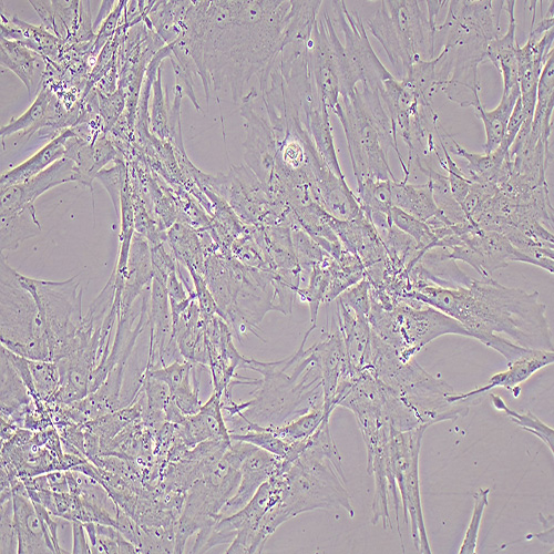 HFL-1人胚肺成纤维细胞（STR鉴定正