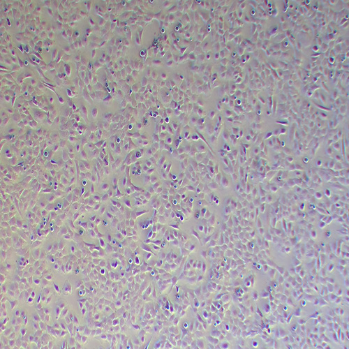 HMC3人小胶质细胞（STR鉴定正确）