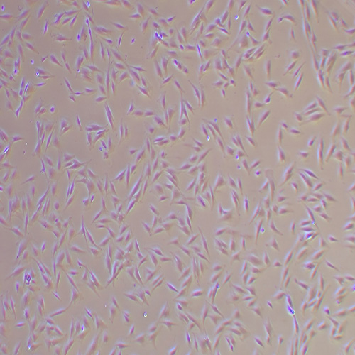 KGN人卵巢颗粒细胞（STR鉴定正确）