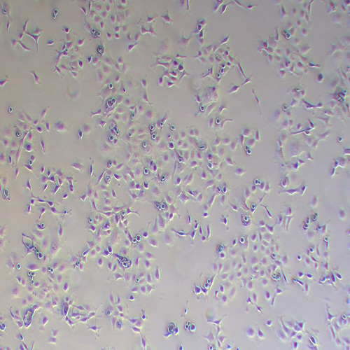 KYSE-410 人食管鳞癌细胞（STR鉴定正确）