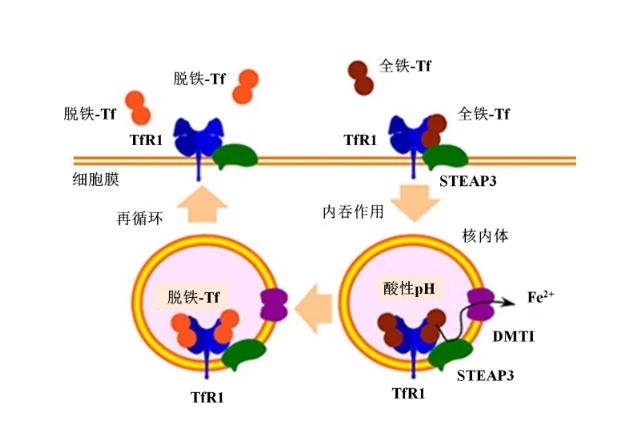 NH2-PEG2K-转铁蛋白 NH2-PEG2K-TRF