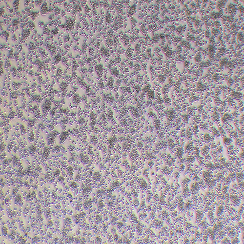 U266人多发性骨髓瘤细胞（STR鉴定正确）