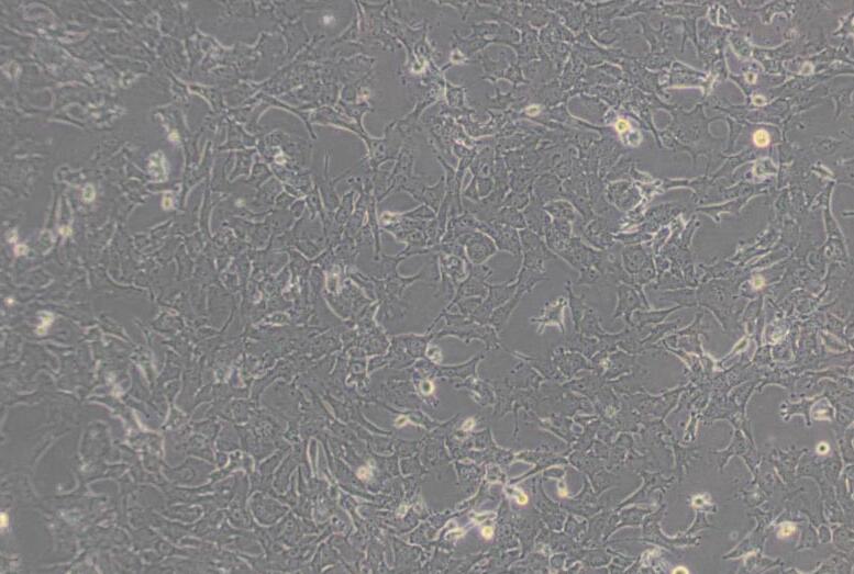 Hepa 1-6（小鼠肝癌细胞）