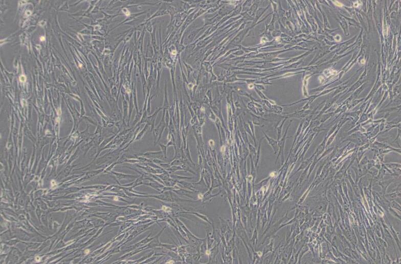 HFL1（人胚肺成纤维细胞）