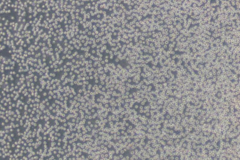 HL-60（人原髓细胞白血病细胞）