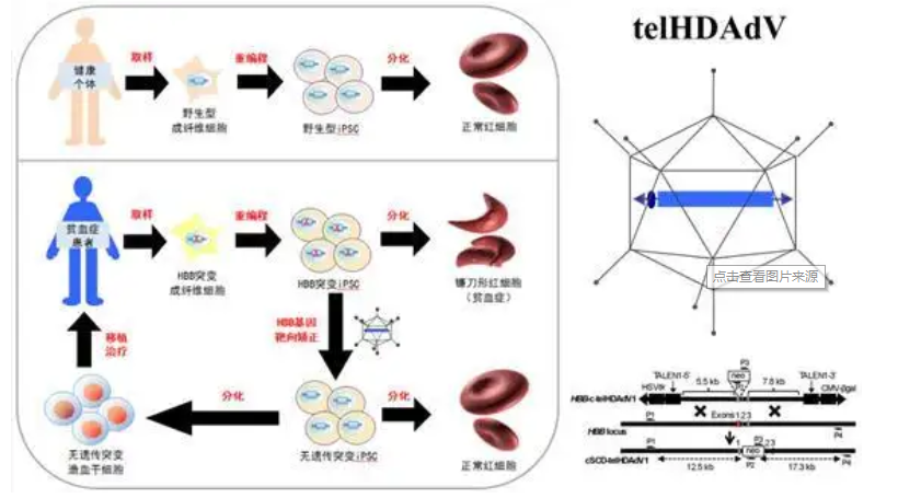 氨基-PEG2K-转铁蛋白 NH2-PEG2K-TRF