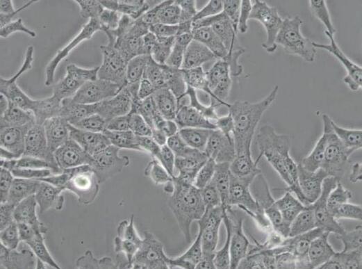 MDBK [NBL-1]（牛肾细胞）
