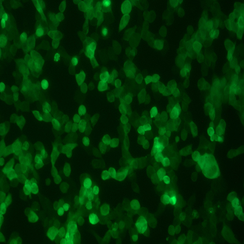 HEK293T-COGFP（人胚肾细胞-绿色荧光蛋白标记（STR鉴定正确））