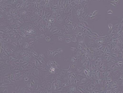 MDCK [NBL-2]（犬肾细胞）