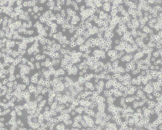 MOLT-4（人急性淋巴母细胞白血病细胞）