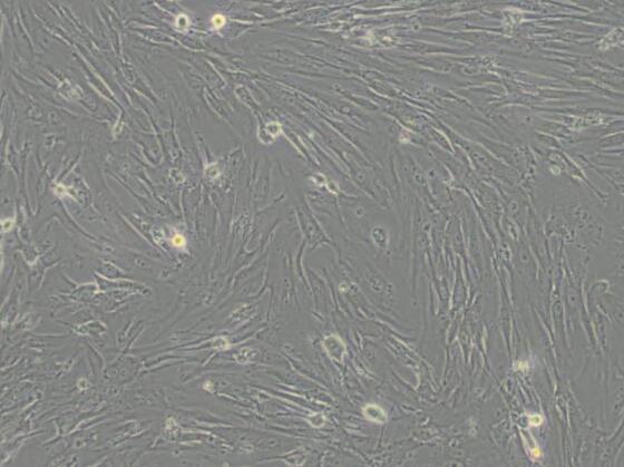 MRC-5（人胚肺细胞）