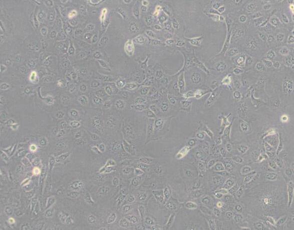 NCI-H1650（人非小细胞肺癌细胞）