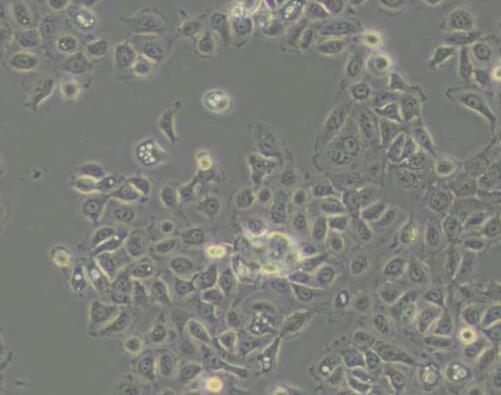 NCI-H292（人肺癌细胞(淋巴结转移)）