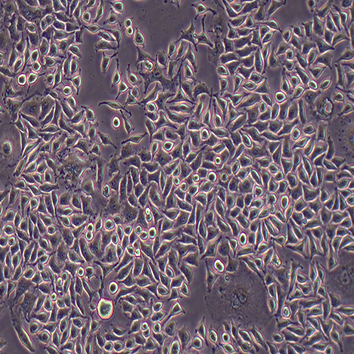 L929-LUC-GFP（小鼠成纤维细胞-绿色荧光蛋白）