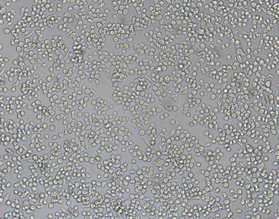 P815（小鼠肥大细胞瘤细胞）