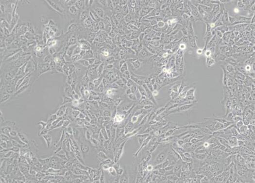 SV-HUC-1（人输尿管上皮永生化细胞）