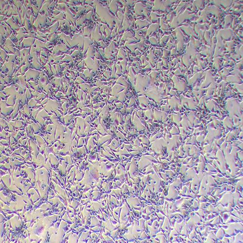 TC-1-LUC(小鼠肺上皮细胞-荧光素酶标记)